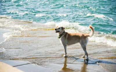 Nos chiens à la plage, prenez vos précautions