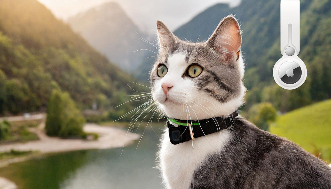 Collier Airtag pour chat